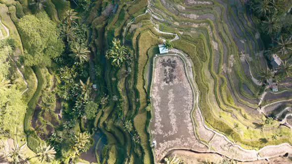 Tegallalang Rice Terraces Aerial Footage in Ubud Bali Indonesia