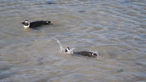 Penguins preening their feathers in the water