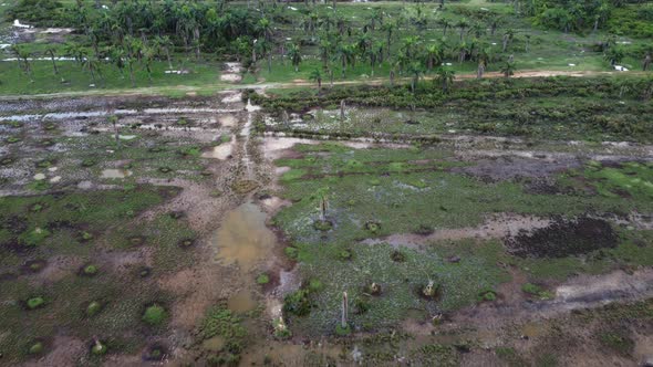 Oil palm tree at peat land after cut