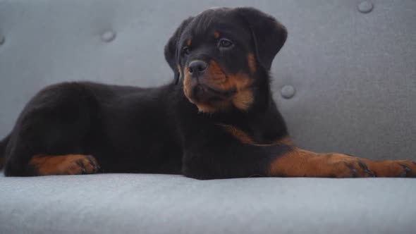 Rottweiler Puppy on Gray Sofa at Home