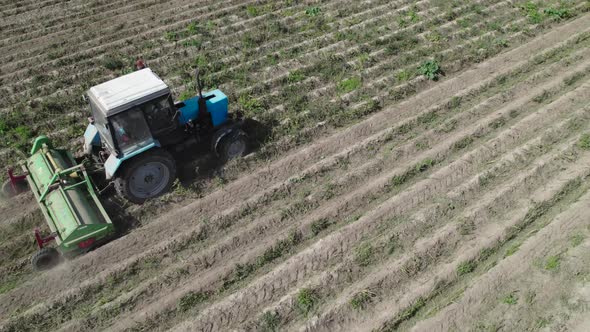 Tractor Mowing Potato Tops in the Field