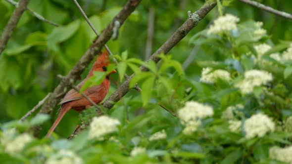 Beautiful red bird perched on a branch in the forest with white flowers in the foreground.