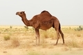 camel in a farm - desert animal - PhotoDune Item for Sale