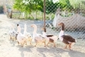Duck - Geese - goose - - PhotoDune Item for Sale