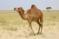 camel in a farm - desert animal background - PhotoDune Item for Sale