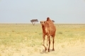 camel in a farm - desert animal background - PhotoDune Item for Sale