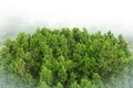 Tree - green - nature - background - wallpaper - fog - PhotoDune Item for Sale