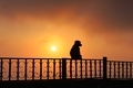 silhouette of monkey at dusk - wild animals - apes nature background  - PhotoDune Item for Sale