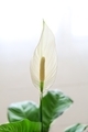 The Peace Lily indoor houseplant,  Spathiphyllum - spath lilies - monocotyledonous flowering plants  - PhotoDune Item for Sale