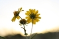 yellow flower at sunset - floral - Natural background  - PhotoDune Item for Sale