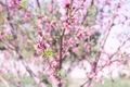 Flowers - Close up of pretty pink cherry blossoms in full bloom on a tree, against a bright blue - PhotoDune Item for Sale