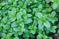 Green mint leafs - fresh herbs - PhotoDune Item for Sale