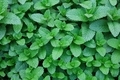 Green mint leafs  - fresh herbs - PhotoDune Item for Sale