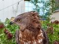Falcon , Juvenile , Red-tailed hawk , Buteo jamaicensis , cooper's hawk , prey  eagle, bird - PhotoDune Item for Sale
