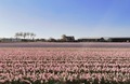 Pink purple hyacinth flower field in bloom - PhotoDune Item for Sale