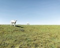 Young lamb sheep grazing on green grass with blue sky in the background  - PhotoDune Item for Sale