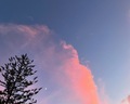 Pine tree on a twilight late sunset sky with a red cloud and a crescent moon - PhotoDune Item for Sale
