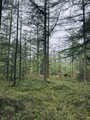 Early spring in the pine forest on a cloudy day - PhotoDune Item for Sale