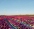 Bright purple Tulip fields in the Netherlands at sunset golden hour with windmills in the background - PhotoDune Item for Sale