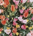 Colourful blooming tulips from above in Amsterdam  - PhotoDune Item for Sale