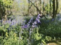 Enchanting Fairytale forest with English bluebells in full bloom in spring  - PhotoDune Item for Sale