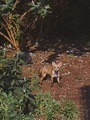 A night mode picture of a fox cub in a london park - PhotoDune Item for Sale