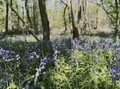 English Bluebell woods blooming in spring  - PhotoDune Item for Sale