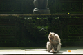Balinese long-tailed monkey esting coconut at the anciant temple - PhotoDune Item for Sale