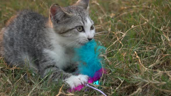 Cute kitten playing in feather toy  the garden 