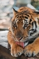 Cute Tiger - PhotoDune Item for Sale