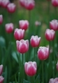 Tulips  - PhotoDune Item for Sale