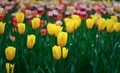 Tulips  - PhotoDune Item for Sale