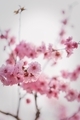 Peach flowers of spring  - PhotoDune Item for Sale