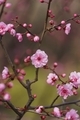 Spring’s peach flowers  - PhotoDune Item for Sale