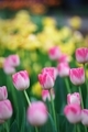 Tulips  - PhotoDune Item for Sale