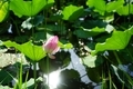 Lotus flower - PhotoDune Item for Sale