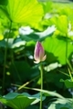 Lotus flowers  - PhotoDune Item for Sale