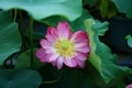 Lotus flowers  - PhotoDune Item for Sale