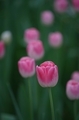 Spring’s tulips  - PhotoDune Item for Sale