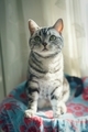 My cat - PhotoDune Item for Sale