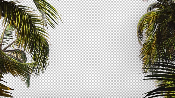 The Branches of Palm Tree alt