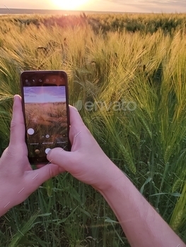 f golden barley field at sunset. Man capture photo on mobile phone at cereal agriculture field in harvest time