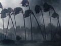 Palm Trees - WIND - PhotoDune Item for Sale