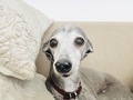 Italian greyhound  - PhotoDune Item for Sale