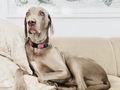 Weimaraner dog portraiture  - PhotoDune Item for Sale