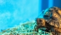 Baby African tortoise in hay basking in the sun in a blue container. - PhotoDune Item for Sale