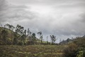 Peaceful view of a forest regrowing in a field with a dramatic grey sky. - PhotoDune Item for Sale