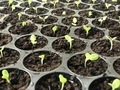 Plants seedling - PhotoDune Item for Sale