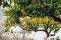 Lemon garden  - PhotoDune Item for Sale
