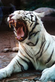 White beautiful Amur tiger - PhotoDune Item for Sale